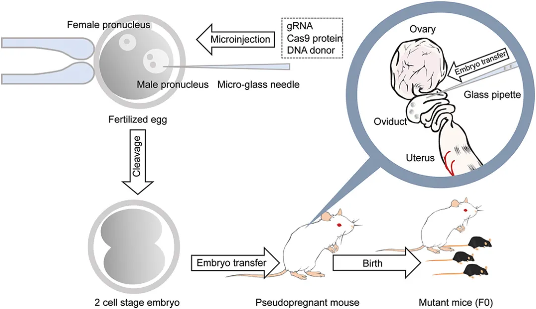 12-生成基因修饰小鼠.png