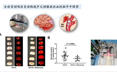 脑血管疾病动物模型领域有哪些创新技术？