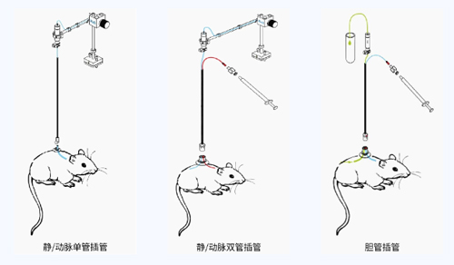 大发88小动物颈静脉插管采血及给药培训班报名火热开启