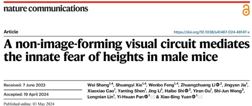 华东师大袁小兵/潘逸萱课题组揭示先天恐高反应神经机制