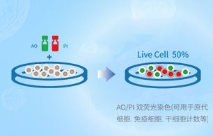 AO/PI双荧光染色计数