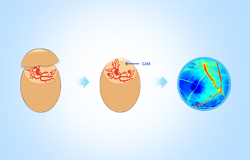 鸡胚尿囊膜微血管