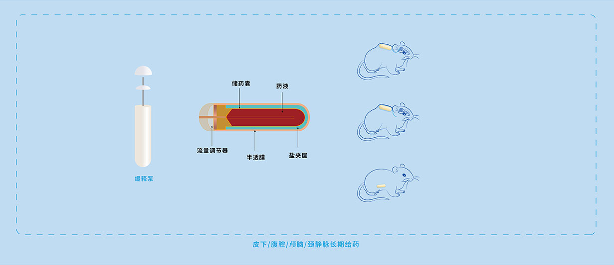 长期给药