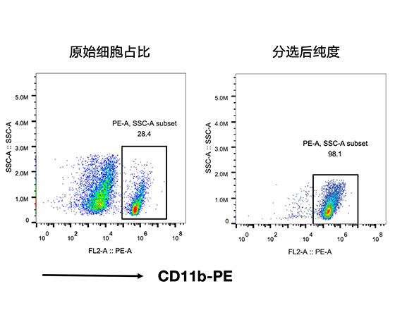 CD11b+小胶质细胞分选试剂盒