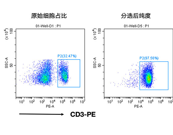 分选小鼠脾脏中的CD3+ T细胞