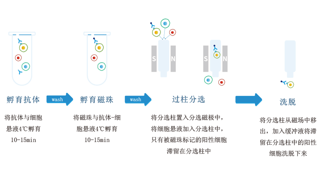 纳米磁珠细胞分选试剂盒